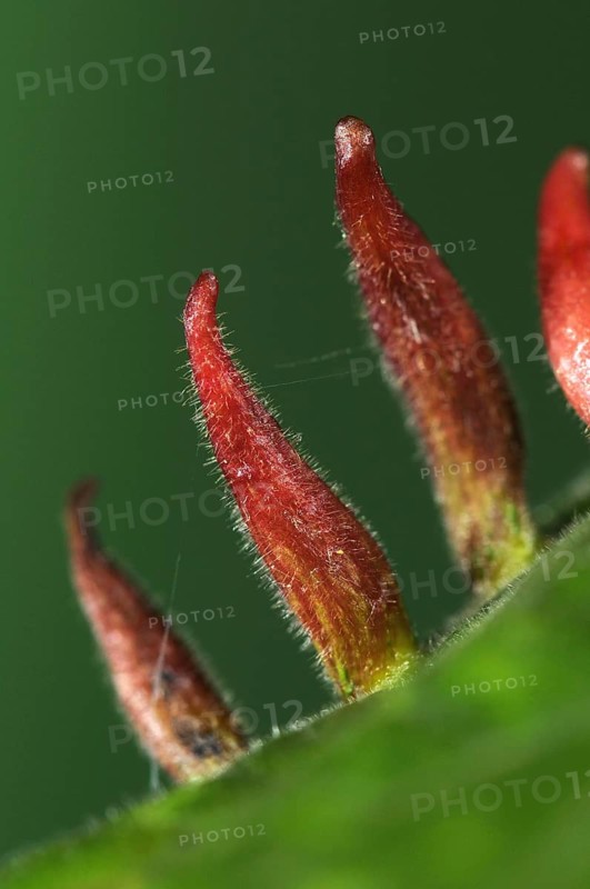 Bugle gall