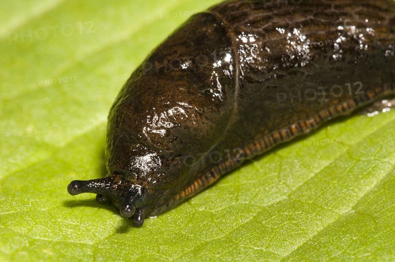 Great Black Slug