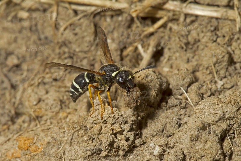 Fen Mason Wasp