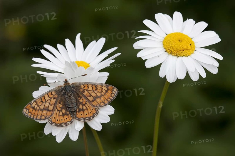 Marsh fritillary