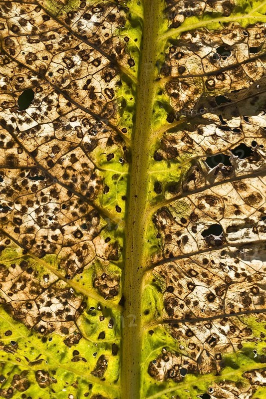 Horseradish