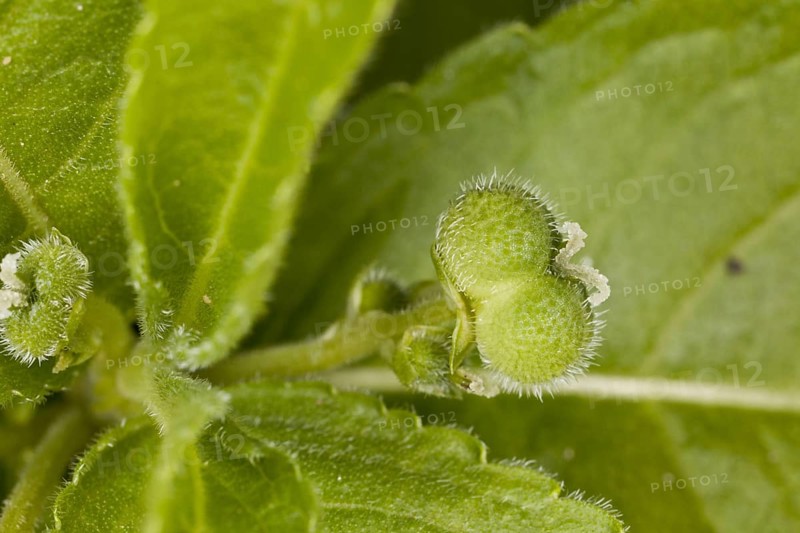 Dog's mercury