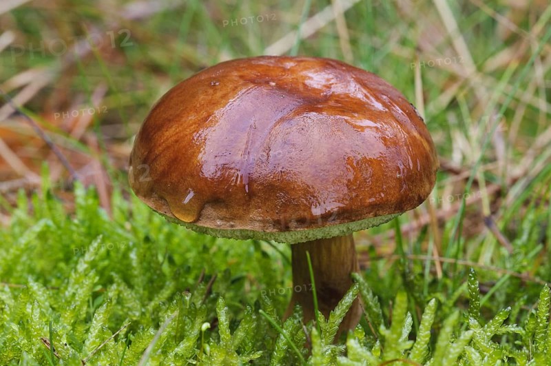 Slippery slippery jack