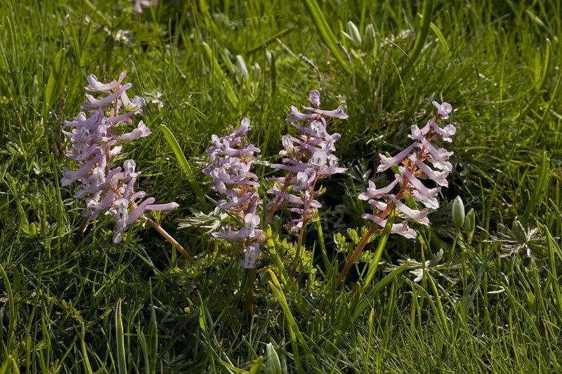 Fingered Larkspur