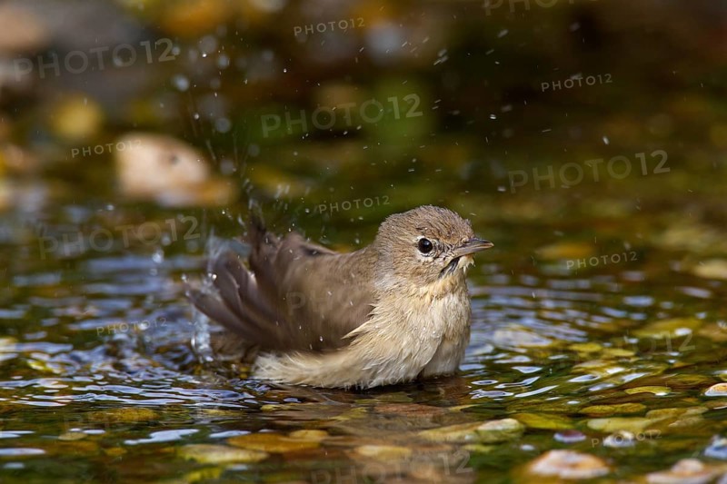 Garden warbler