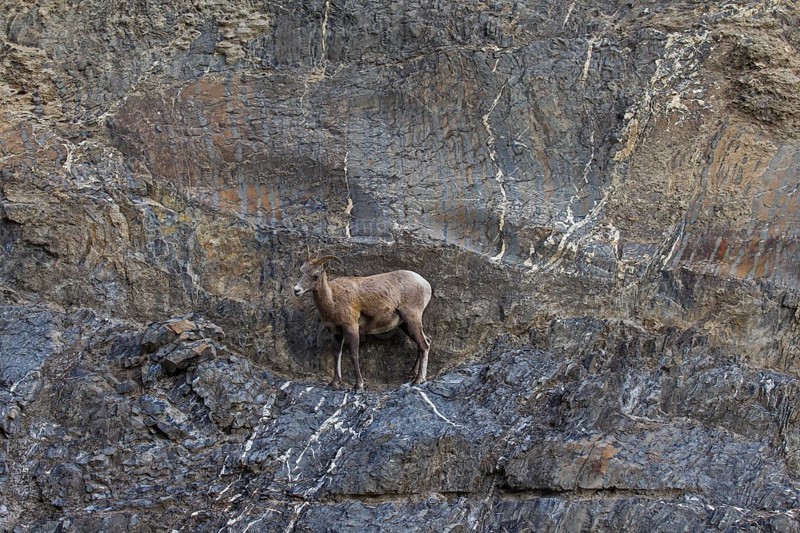 Bighorn sheep