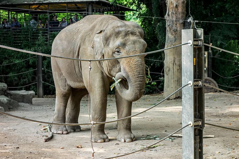 Asian elephant