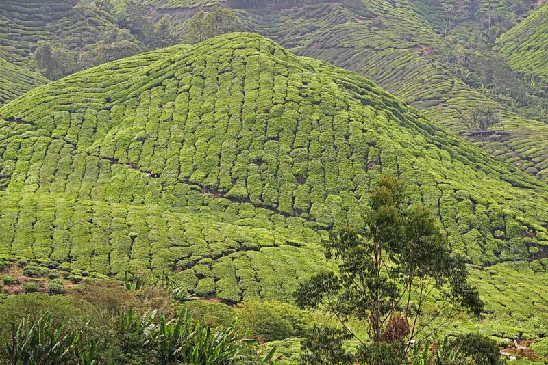 Tea Plantation