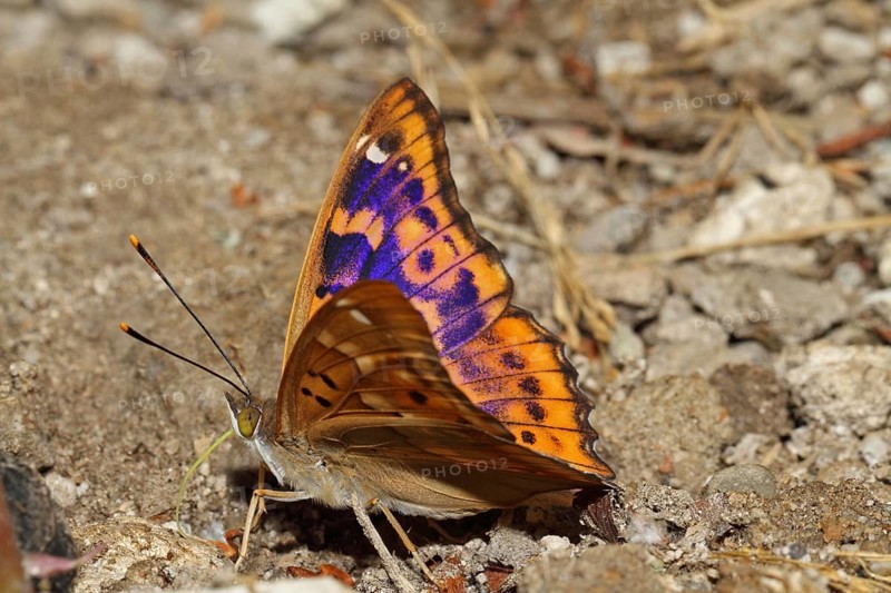 Lesser Schiller Butterfly