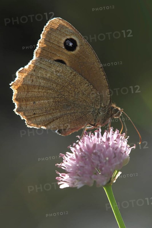 Blue-eyed Forest Porter