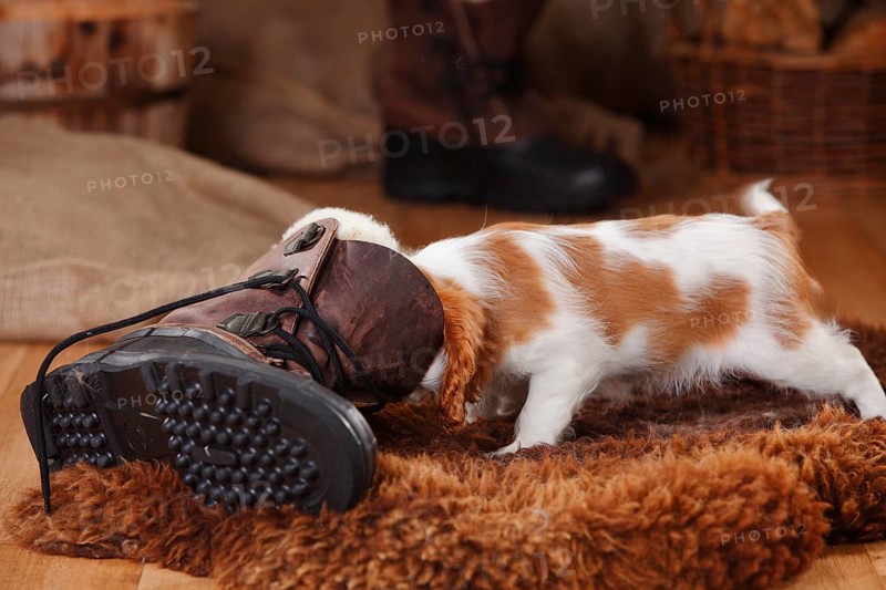 Cavalier King Charles Spaniel