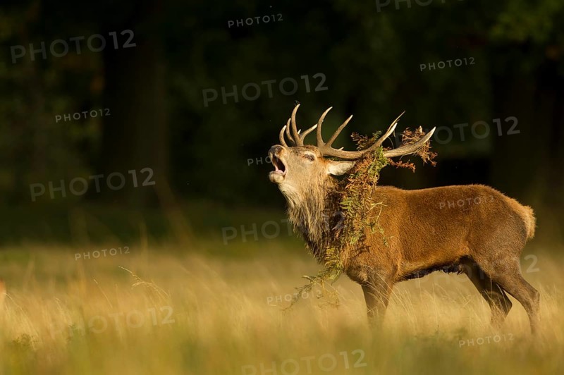 Red deer
