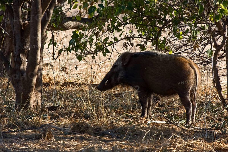 Bush pig