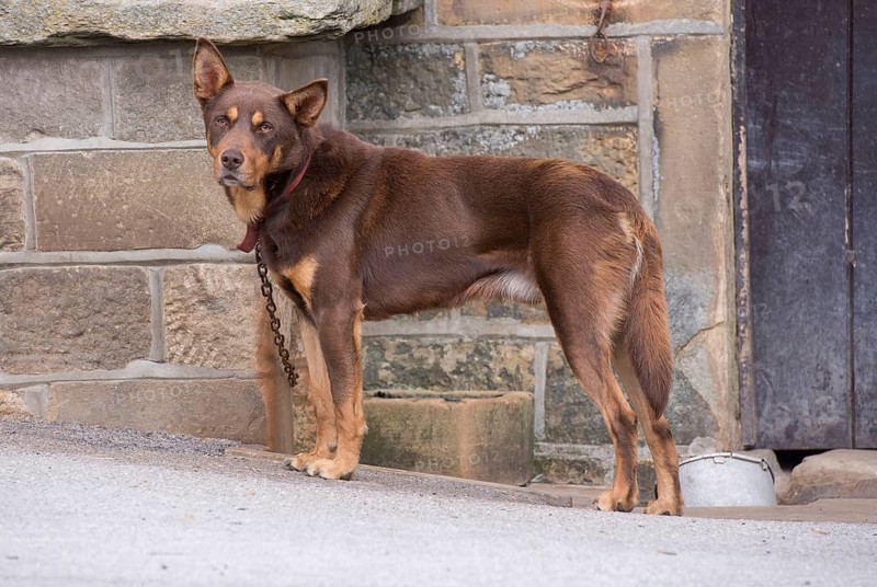 Domestic dog