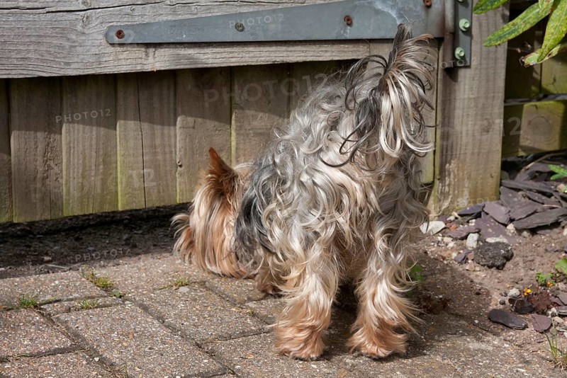 Domestic dog