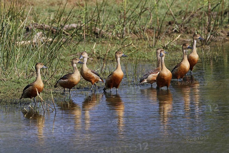Lesser whistling duck