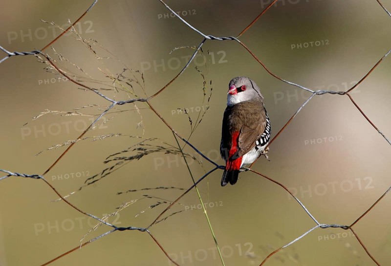 Diamond Firetail