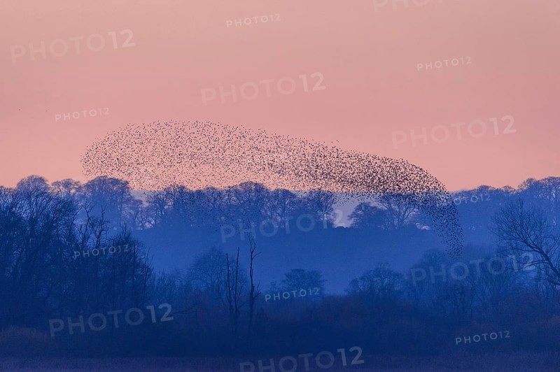 Common common starling