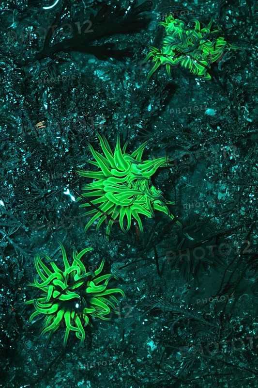Opelet anemone