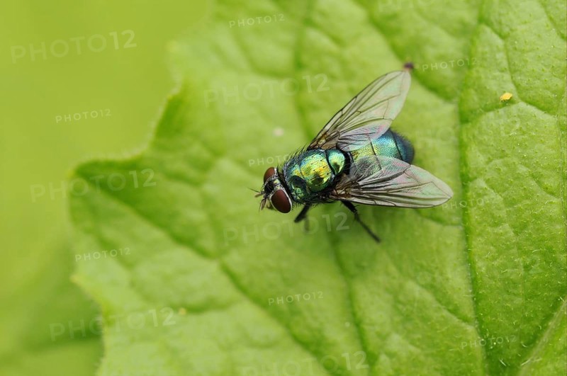 Emperor gold fly