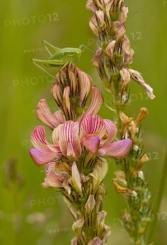 Sainfoin