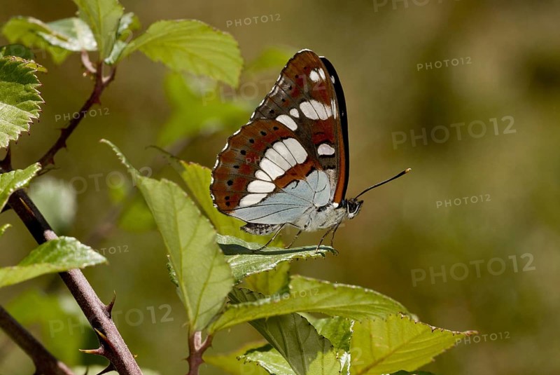 Southern White Admiral