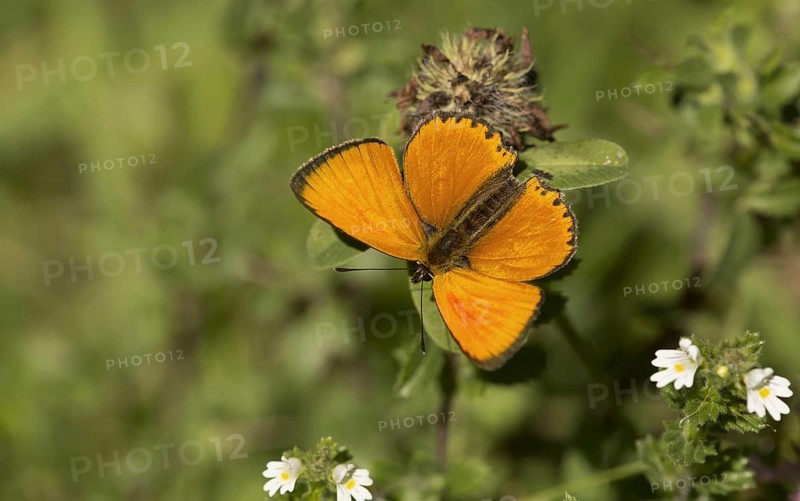 Gossamer winged butterfly