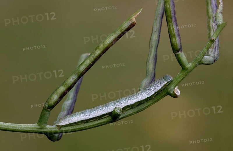 Orange tip
