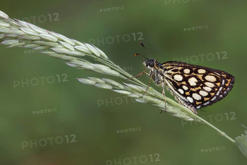 Great checkered large chequered skipper