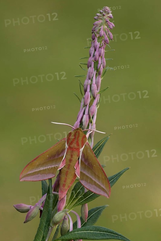 Adult elephant hawk-moth