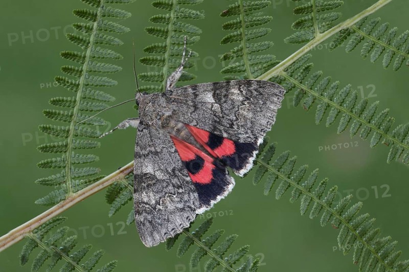 Red Underwing