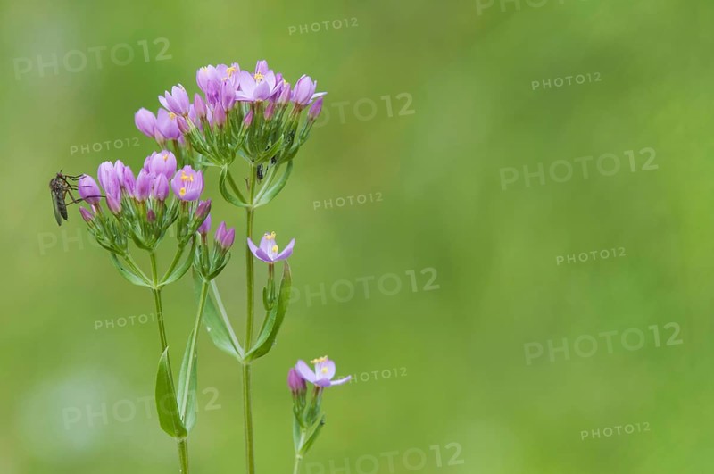 Common centaurium pulchellum