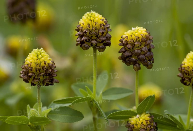 Flowering brown clover
