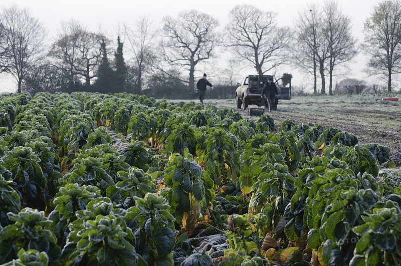 Brussels Sprout