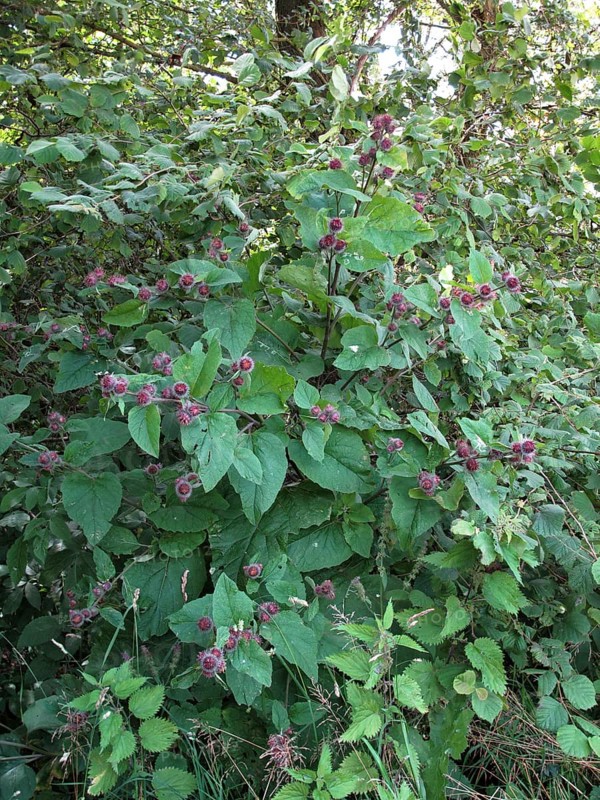 Lesser burdock