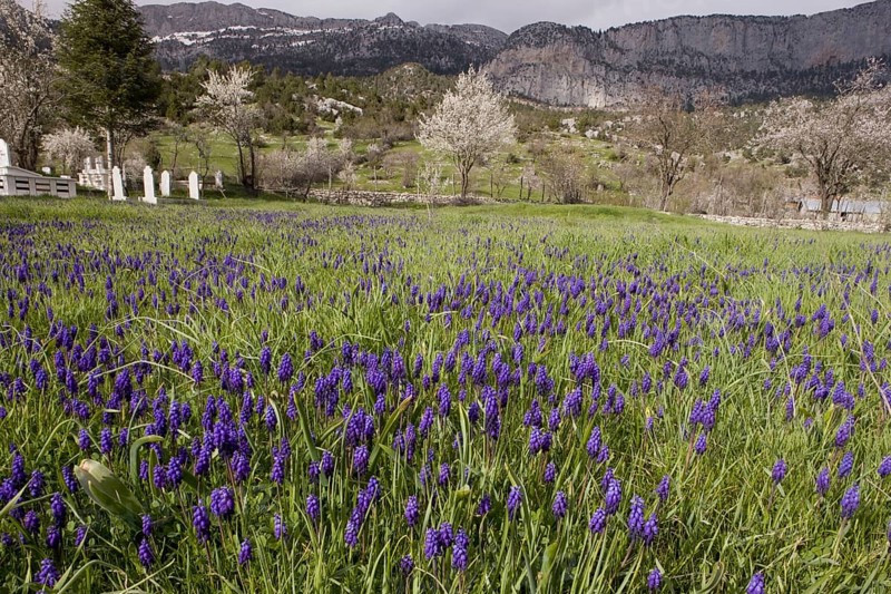 Muscari racemosum