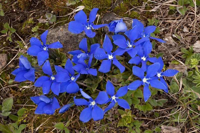 Angular gentian