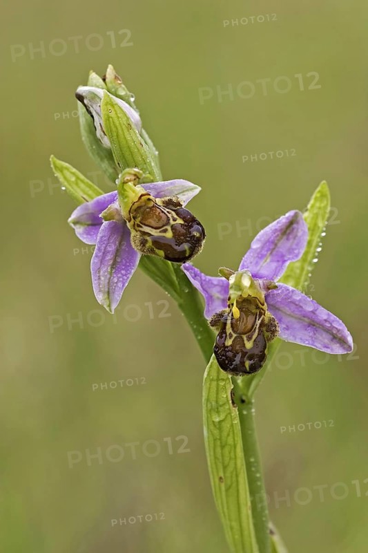 Bee orchid
