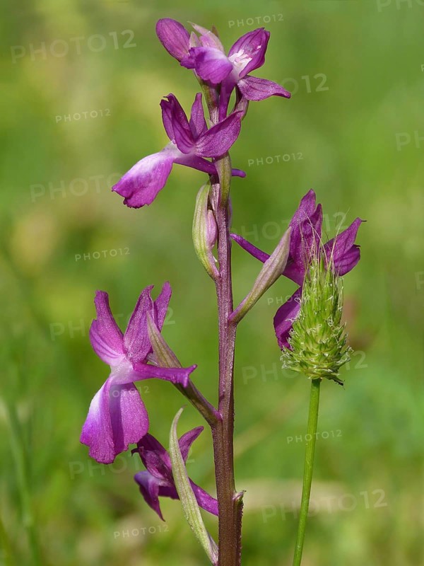 Loose-flowered Orchid