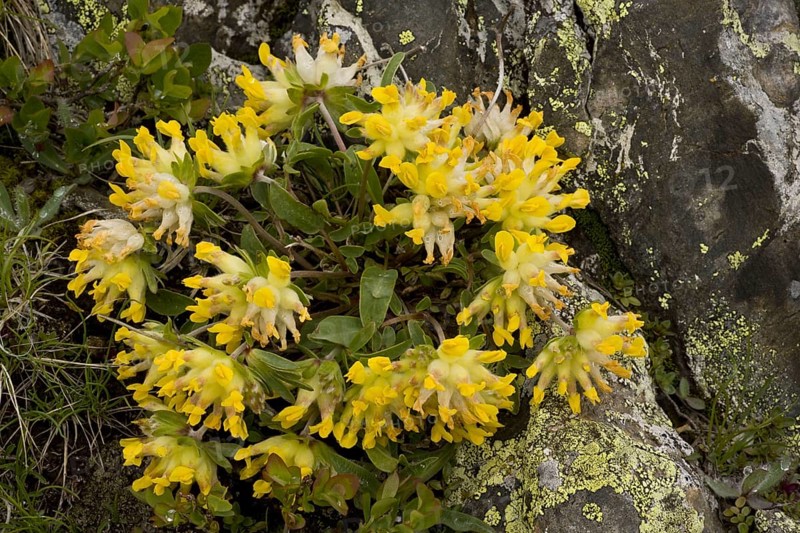Kidney-vetch