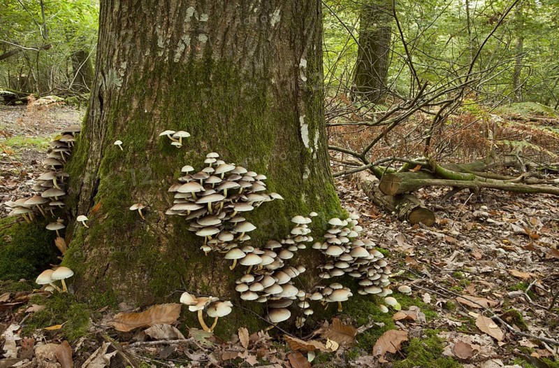 Sulphur Tuft