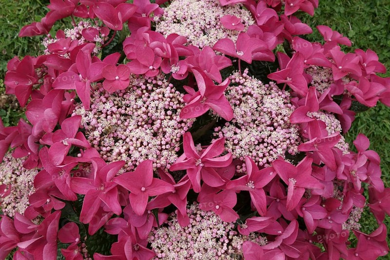 Flowers of Red Lacecap