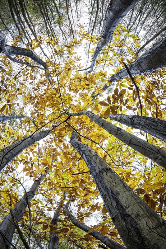 Tree trunks and canopy of chestnut