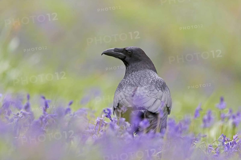 Common raven