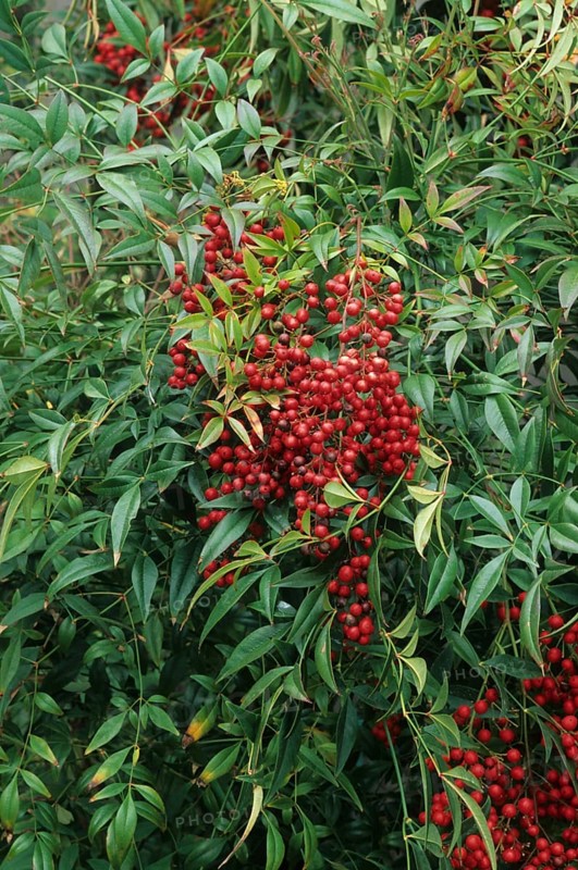 Nandina