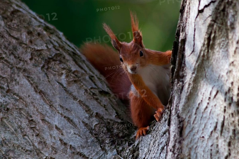Squirrel