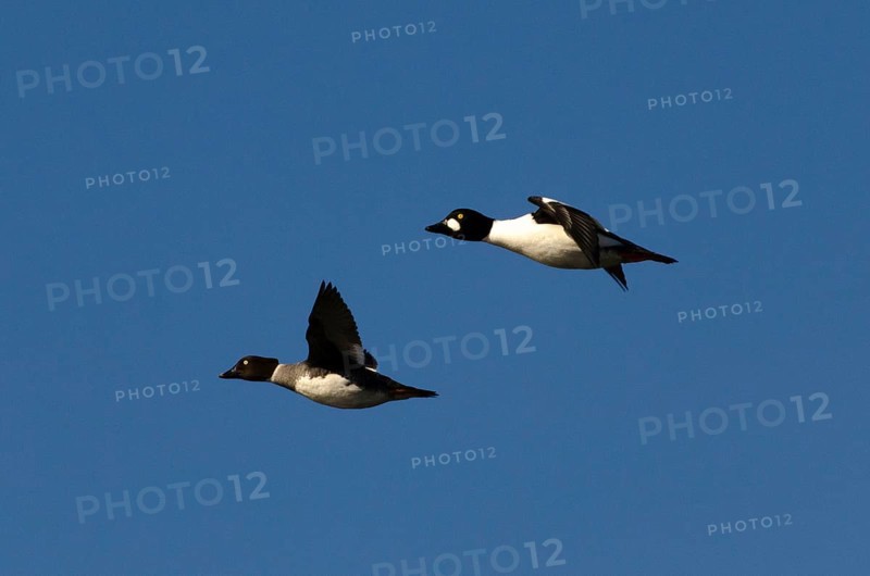 Goldeneye