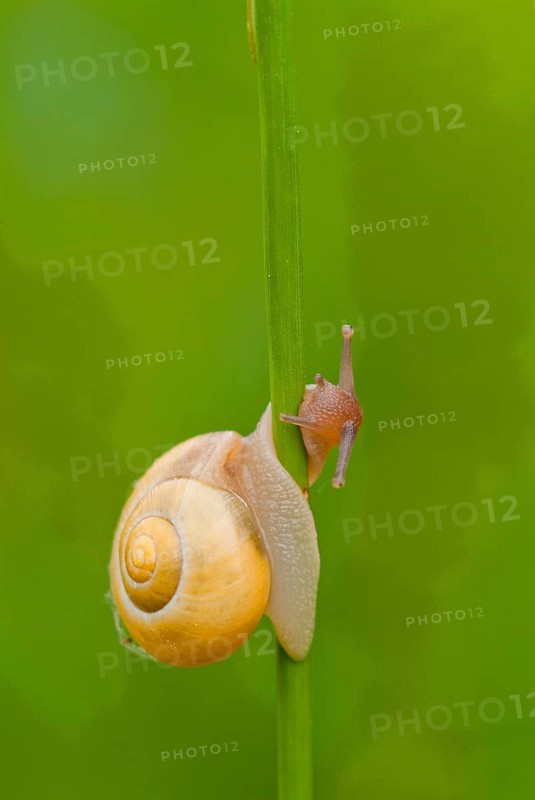 Ribbon snail