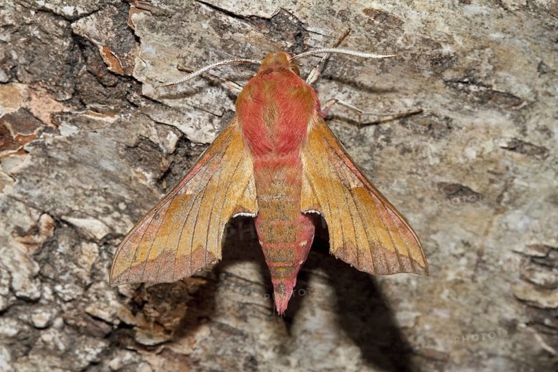 Small elephant hawk-moth