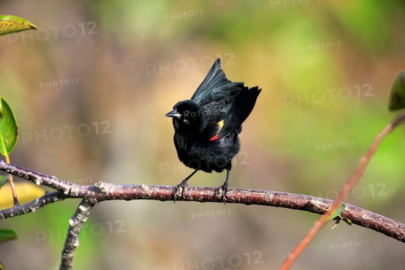 Red-winged blackbird